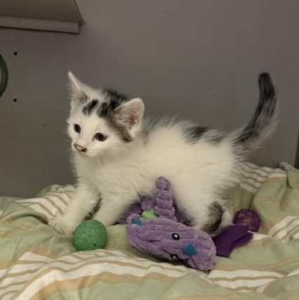 Inkblot, ADOPTABLE, Kitten Male Domestic Short Hair.