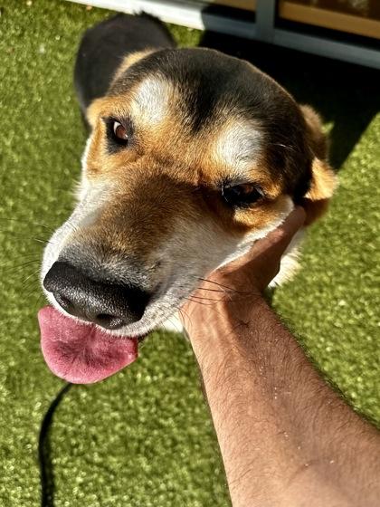 Cheerio, Adoptable, Adult Male Mixed Breed & Mixed Breed.