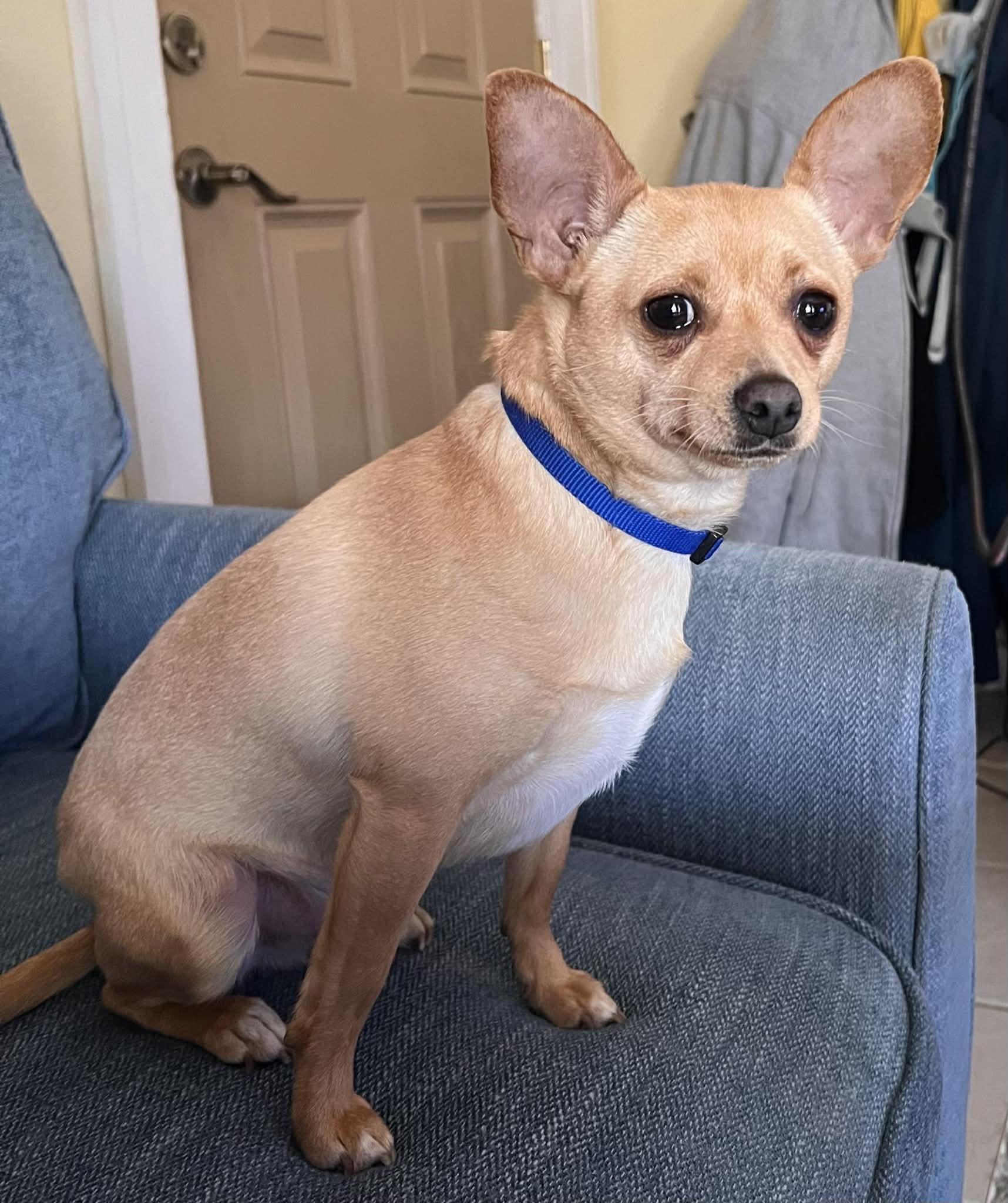 Enlarge Biscuit, a Adoptable mixed breed in Cedar Rapids, IA image 6/6