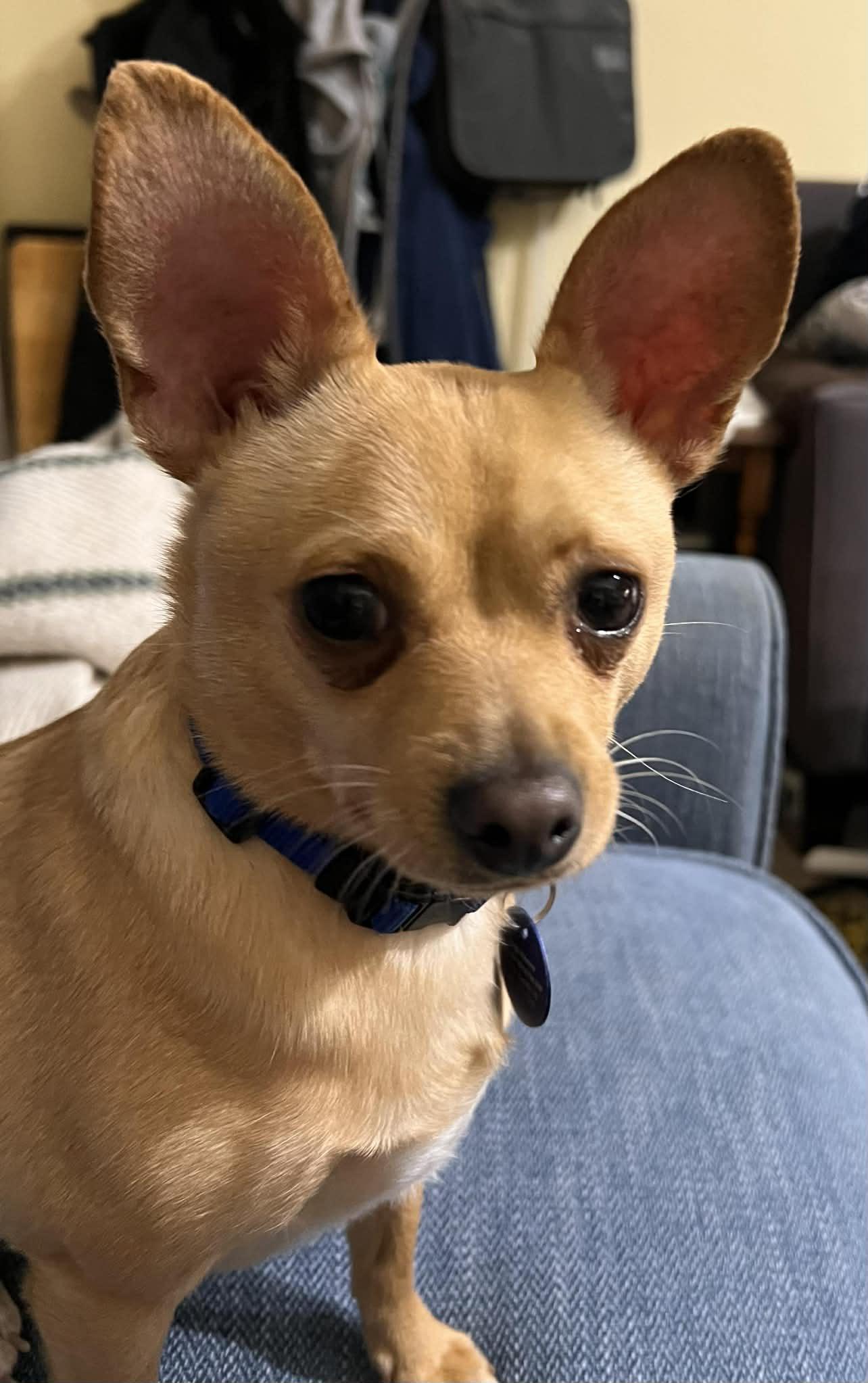 Enlarge Biscuit, a Adoptable mixed breed in Cedar Rapids, IA image 1/6