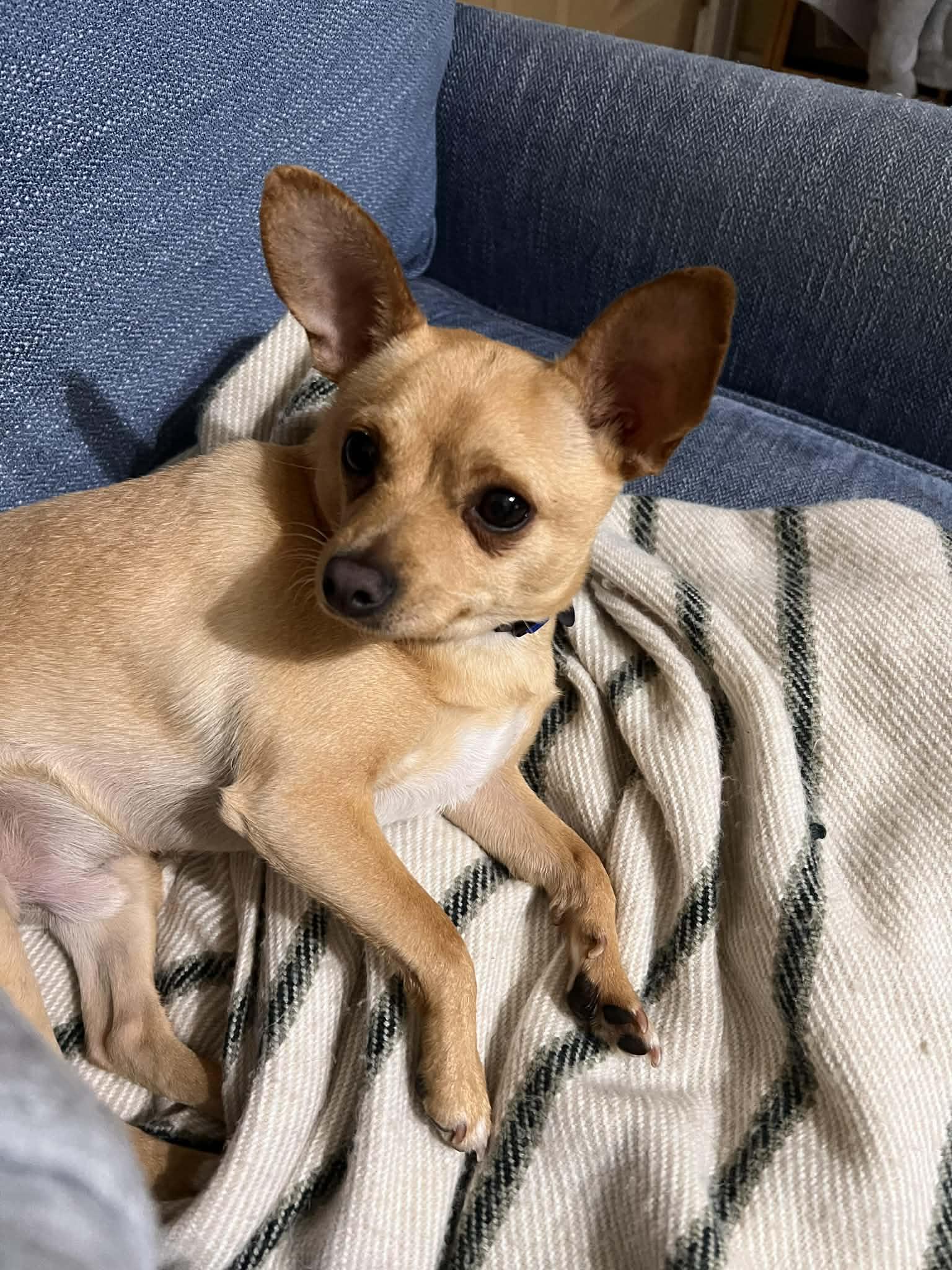 Enlarge Biscuit, a Adoptable mixed breed in Cedar Rapids, IA image 5/6