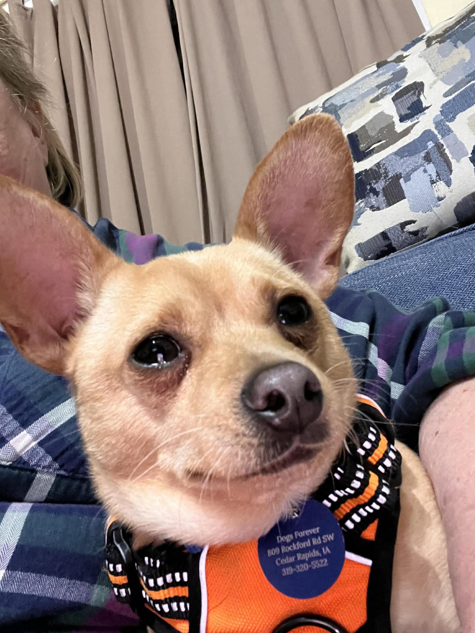 Enlarge Biscuit, a Adoptable mixed breed in Cedar Rapids, IA image 4/6