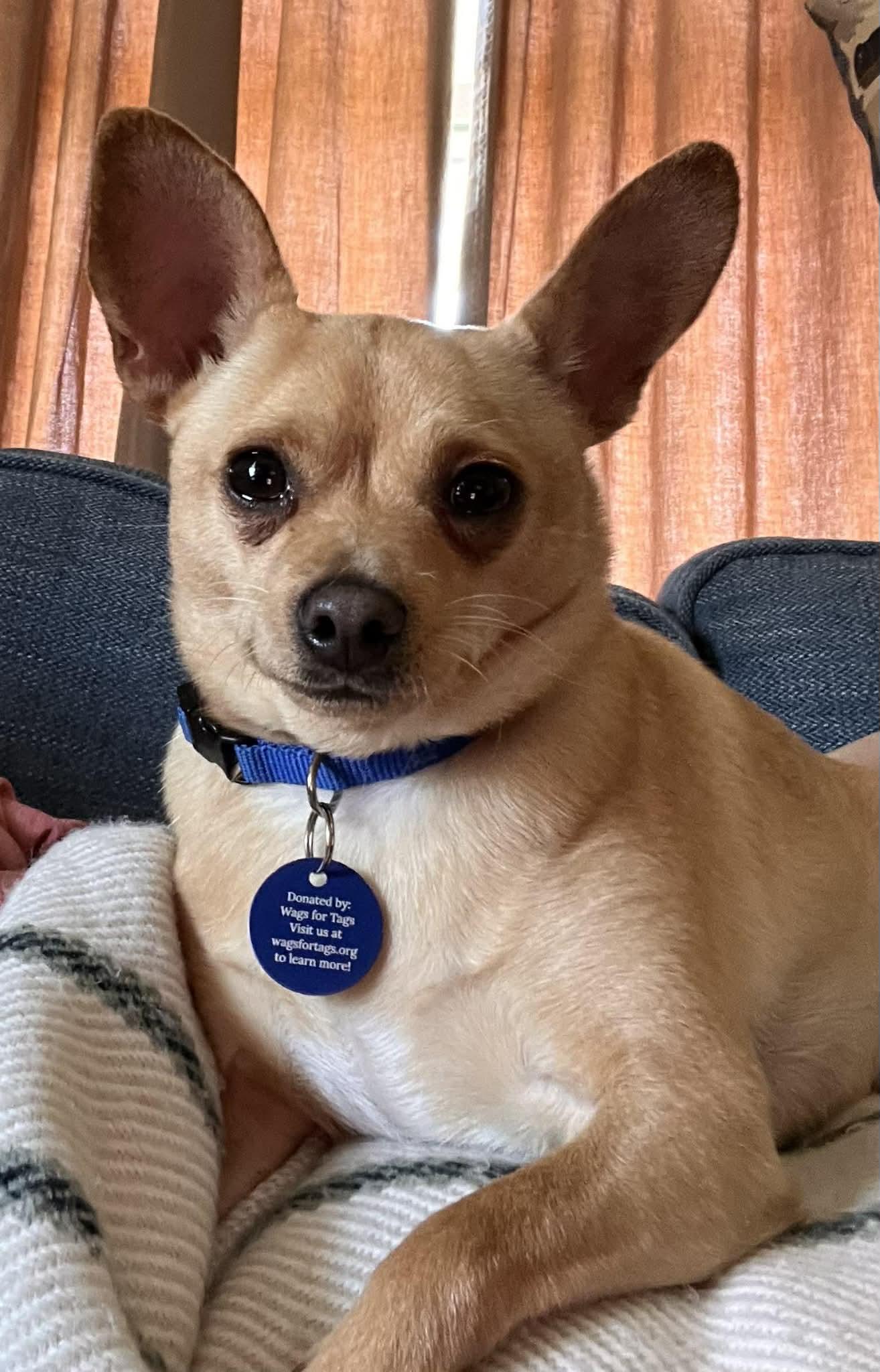 Enlarge Biscuit, a Adoptable mixed breed in Cedar Rapids, IA image 2/6