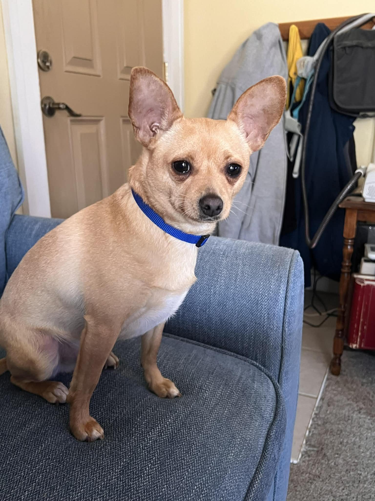 Enlarge Biscuit, a Adoptable mixed breed in Cedar Rapids, IA image 3/6