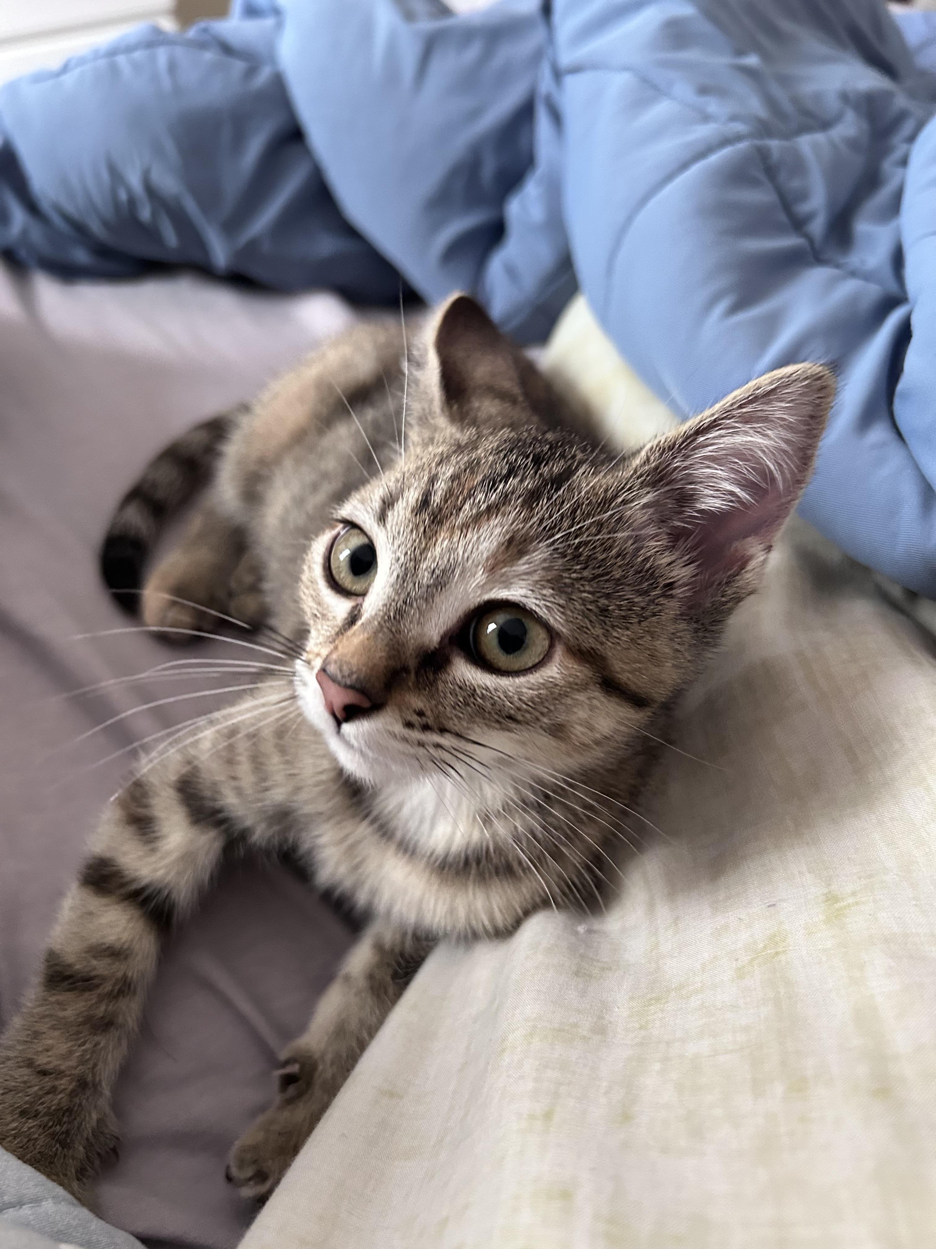 Apple, Adoptable, Kitten Female Domestic Short Hair.