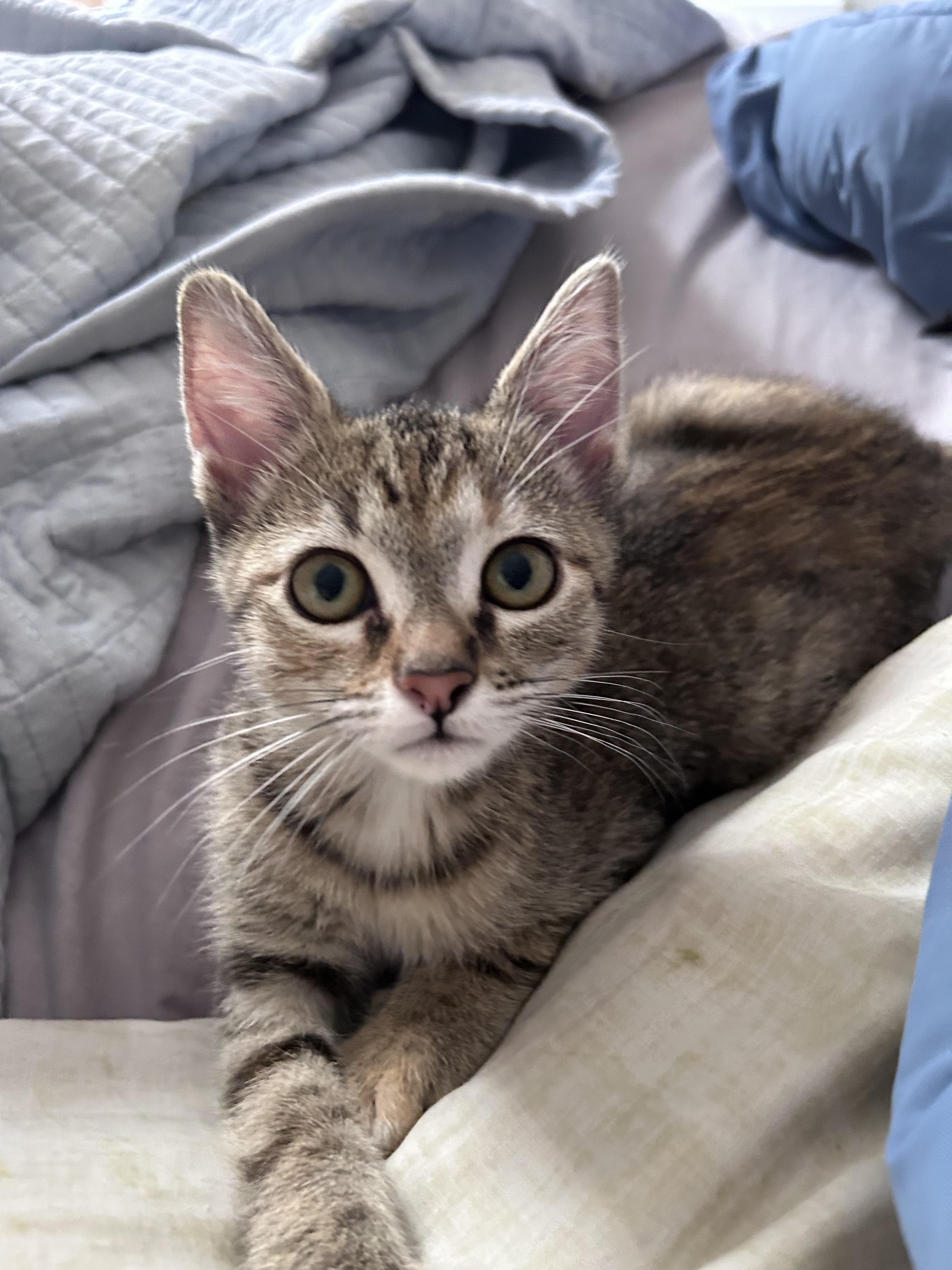 Enlarge Apple, a Adoptable Domestic Short Hair in Long Beach, CA image 2/4