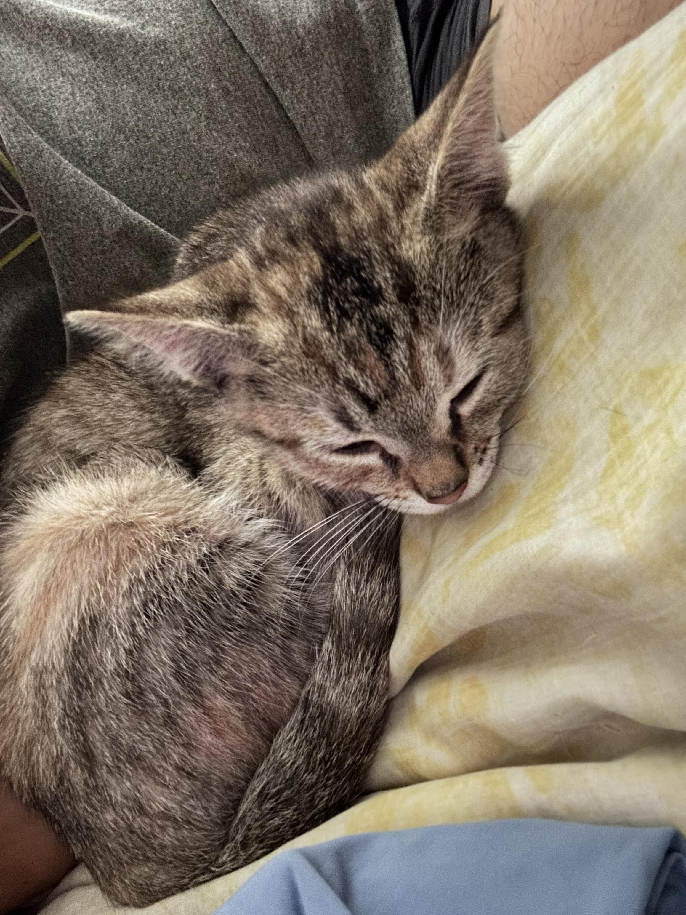 Enlarge Apple, a Adoptable Domestic Short Hair in Long Beach, CA image 3/4