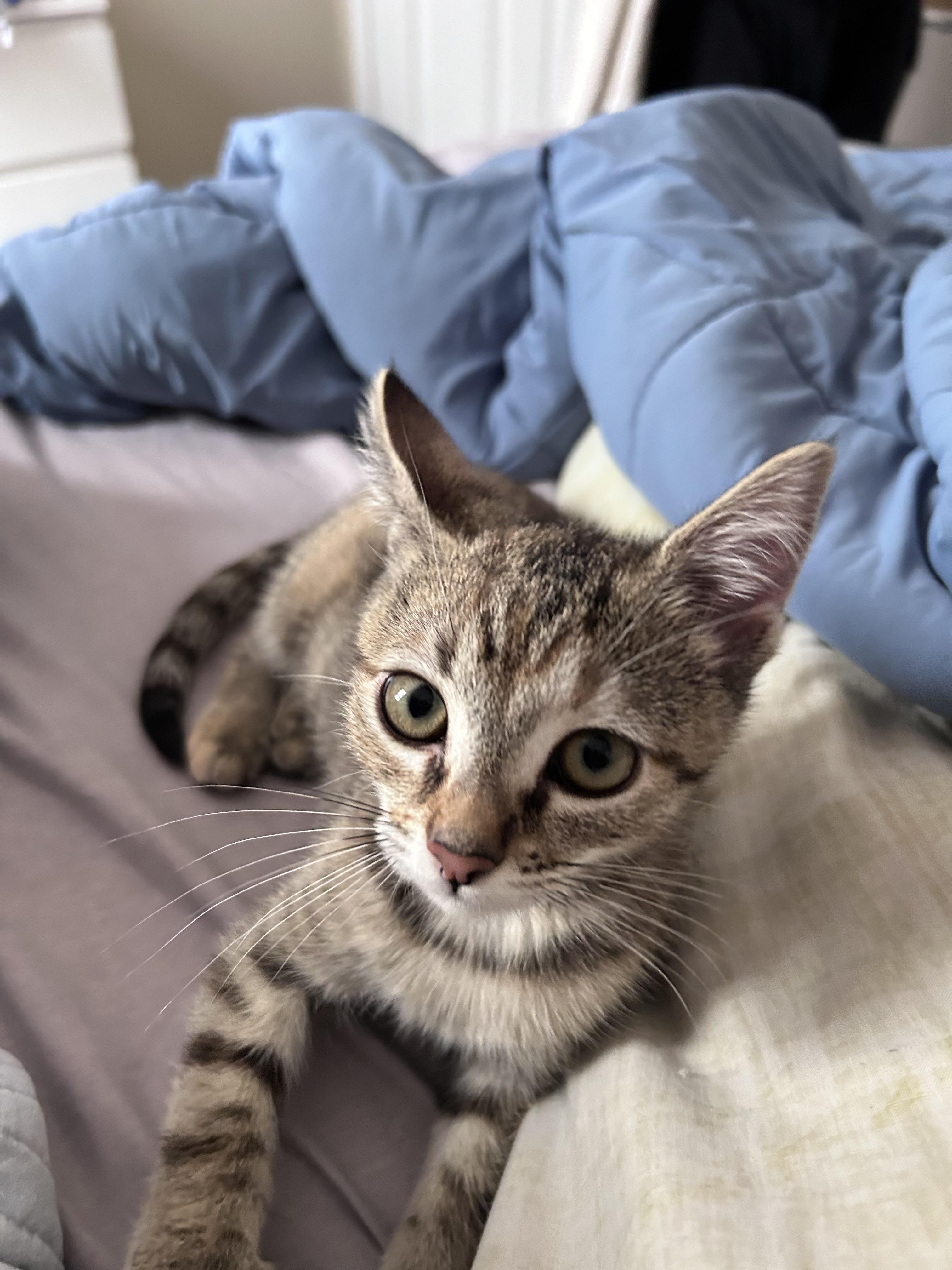 Enlarge Apple, a Adoptable Domestic Short Hair in Long Beach, CA image 4/4