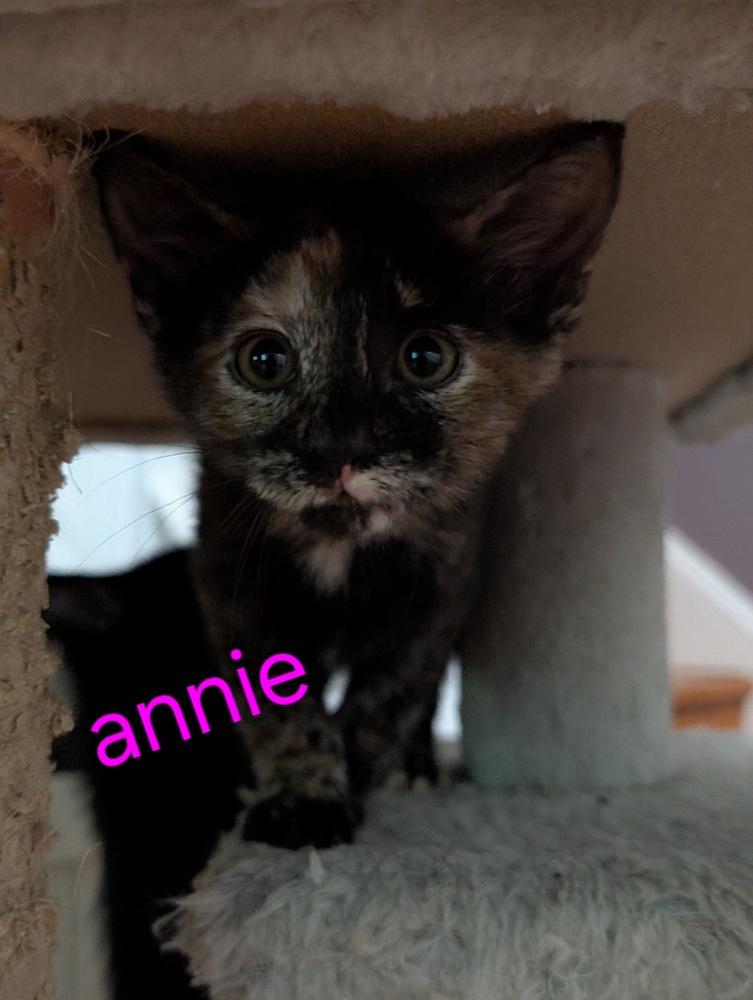 Enlarge Kitten: Annie *MUST go with a littermate OR to a home with a young, playful cat*, a Adoptable Domestic Short Hair in catonsville , MD image 2/3