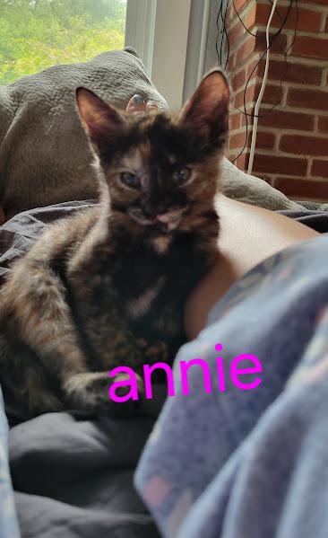 Enlarge Kitten: Annie *MUST go with a littermate OR to a home with a young, playful cat*, a Adoptable Domestic Short Hair in catonsville , MD image 3/3