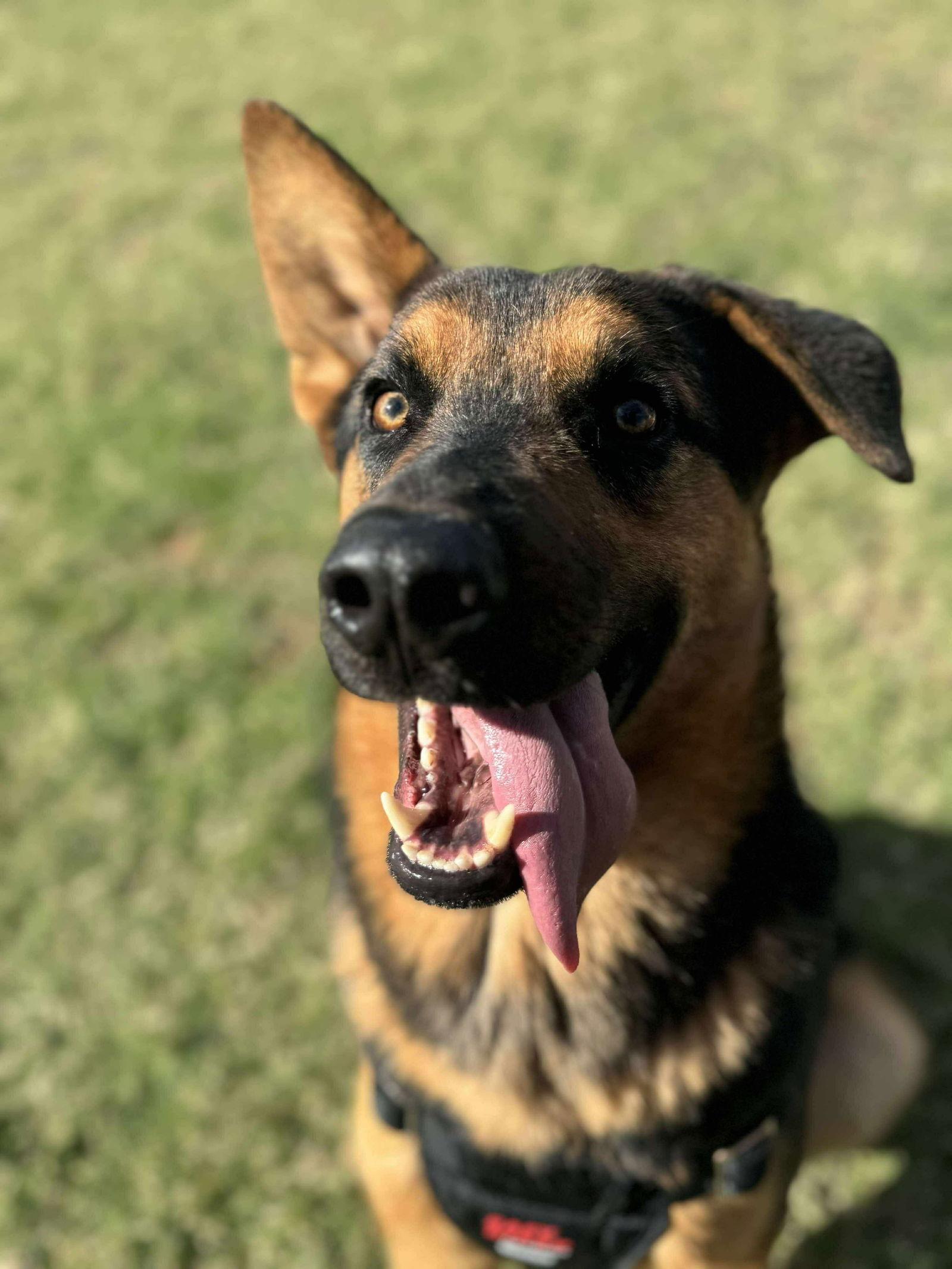 Thistle, Adoptable, Adult Male Shepherd.