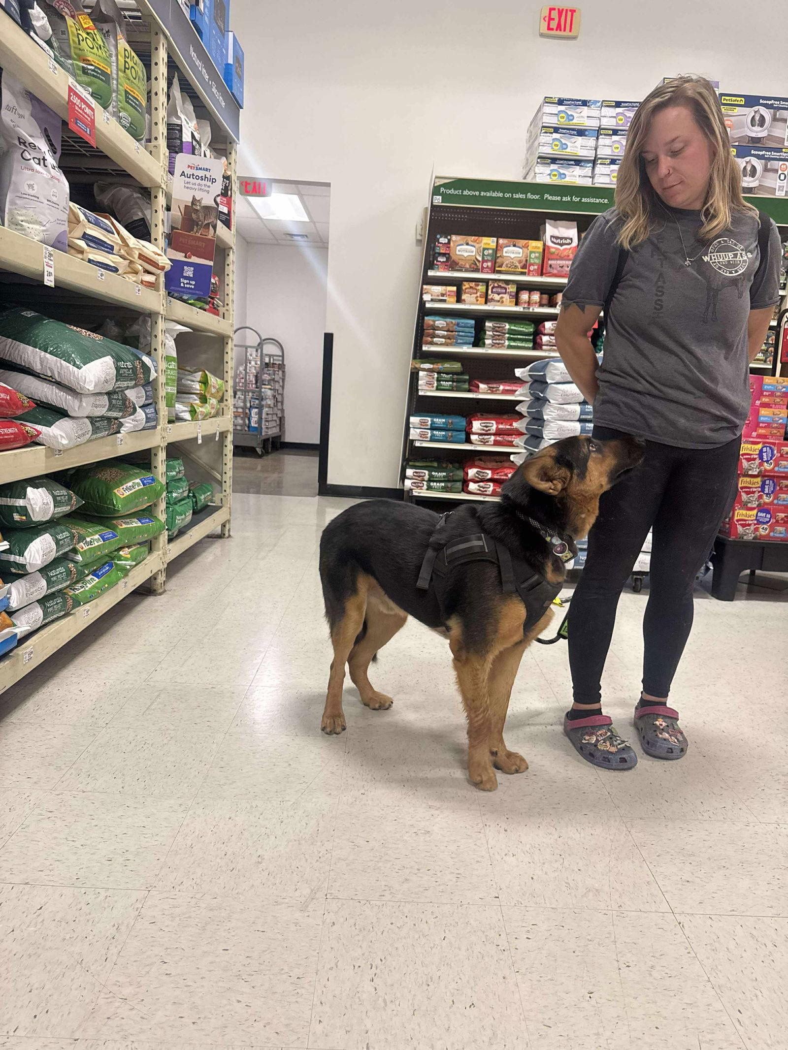 Enlarge Thistle, a Adoptable mixed breed in Newport, NH image 2/3