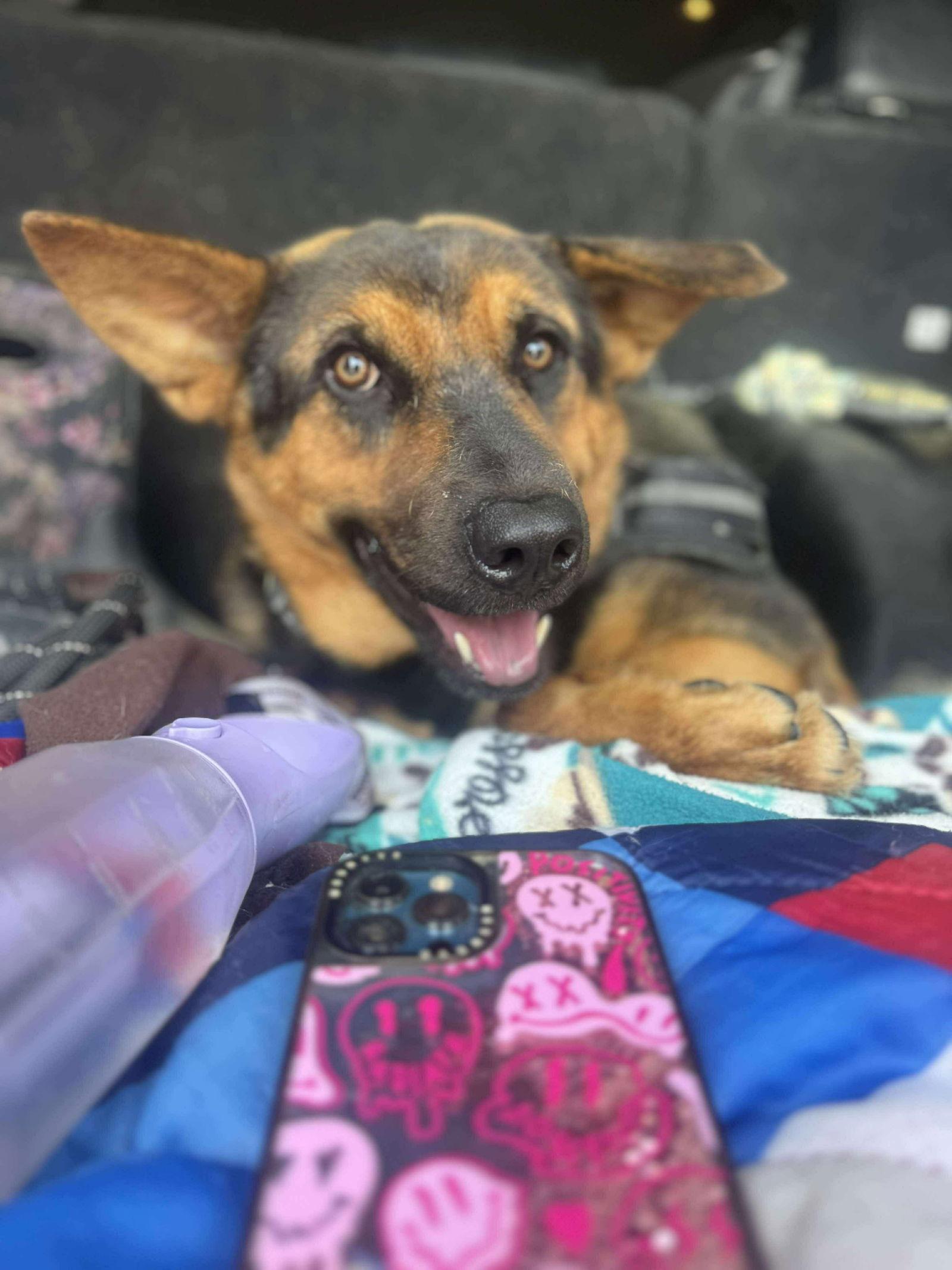 Enlarge Thistle, a Adoptable mixed breed in Newport, NH image 3/3