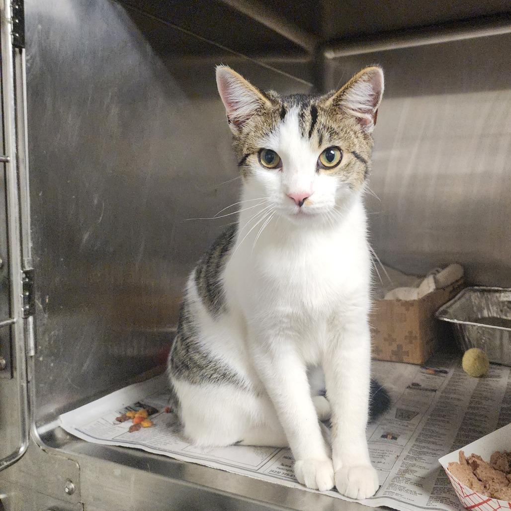 Teva, a Adoptable Domestic Short Hair in Evensville, TN image 1/3