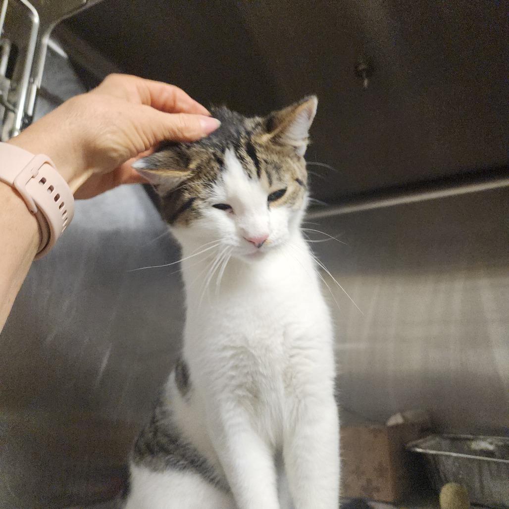 Teva, a Adoptable Domestic Short Hair in Evensville, TN image 2/3