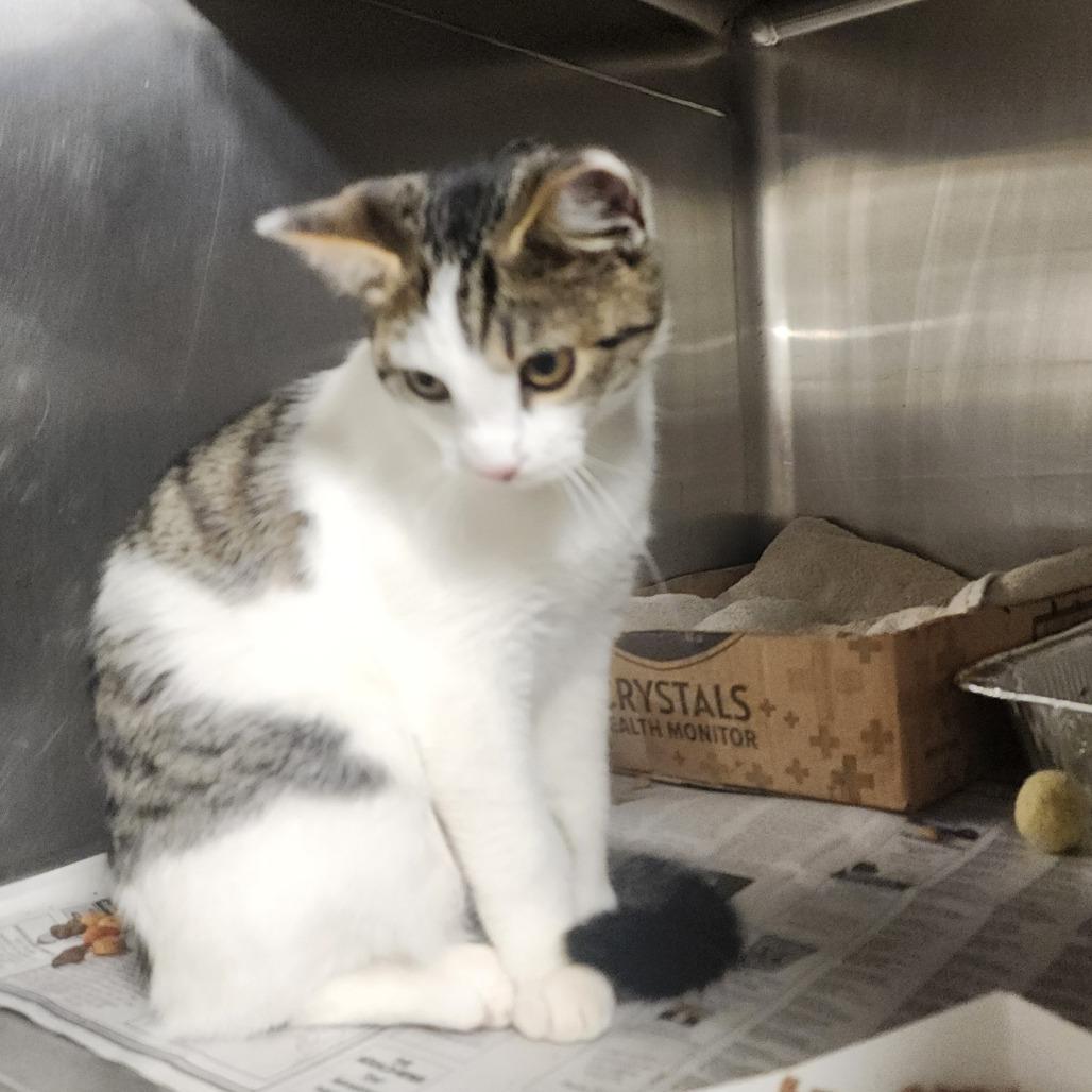 Teva, a Adoptable Domestic Short Hair in Evensville, TN image 3/3