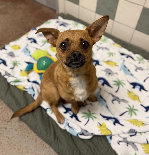 Enlarge Sparky, a Adoptable mixed breed in Monterey, CA image 2/2
