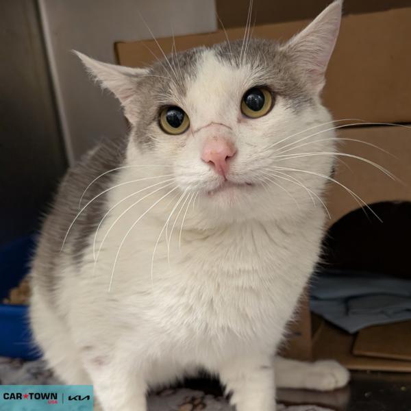 Pro Skater Tony Hawk