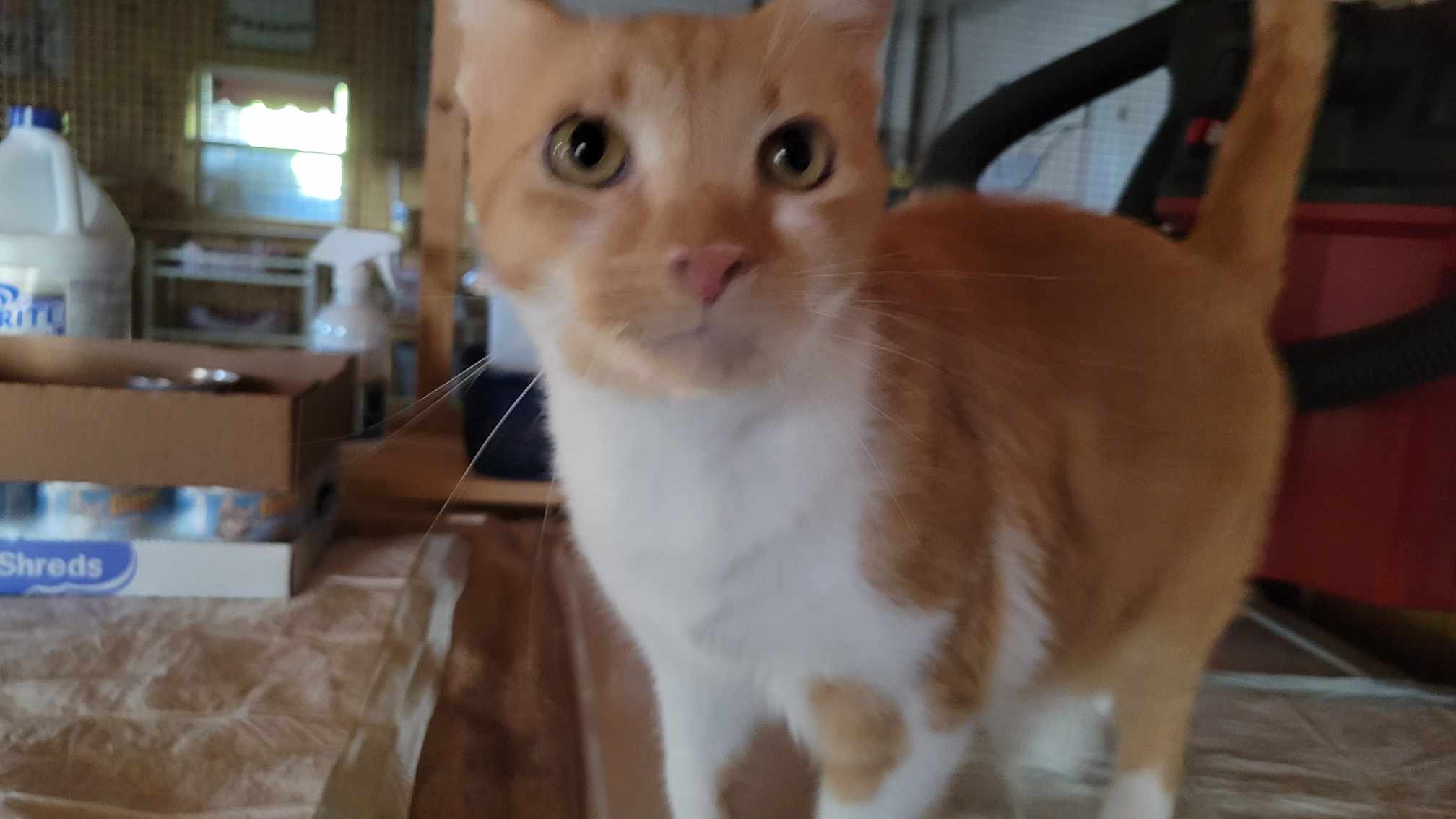 SUNNY, Adopted, Adult Male Domestic Short Hair.