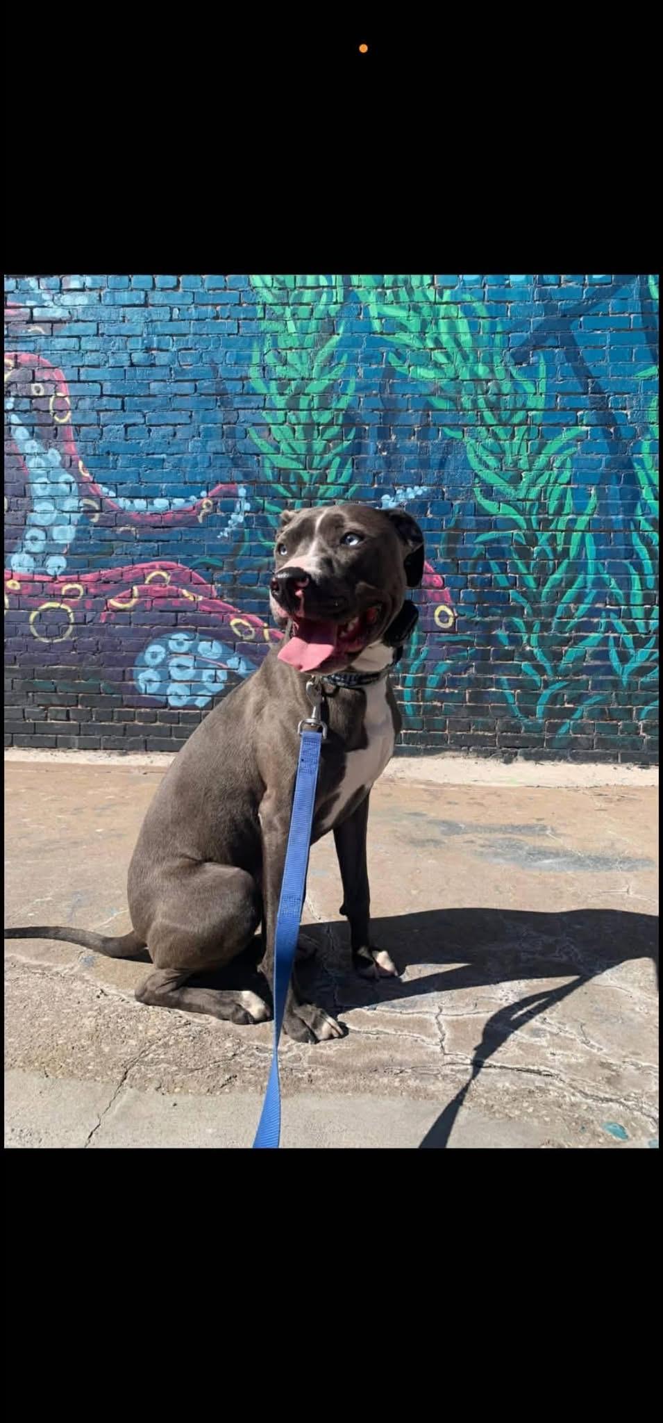 Cooper CL, a ADOPTABLE mixed breed in Kansas City, MO image 2/2
