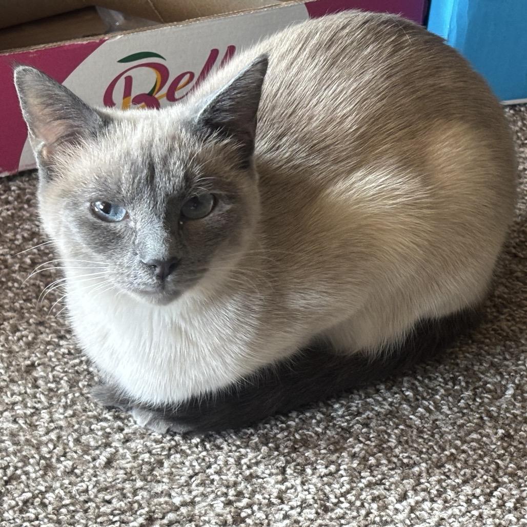 Sophie, Adoptable, Adult Female Siamese.