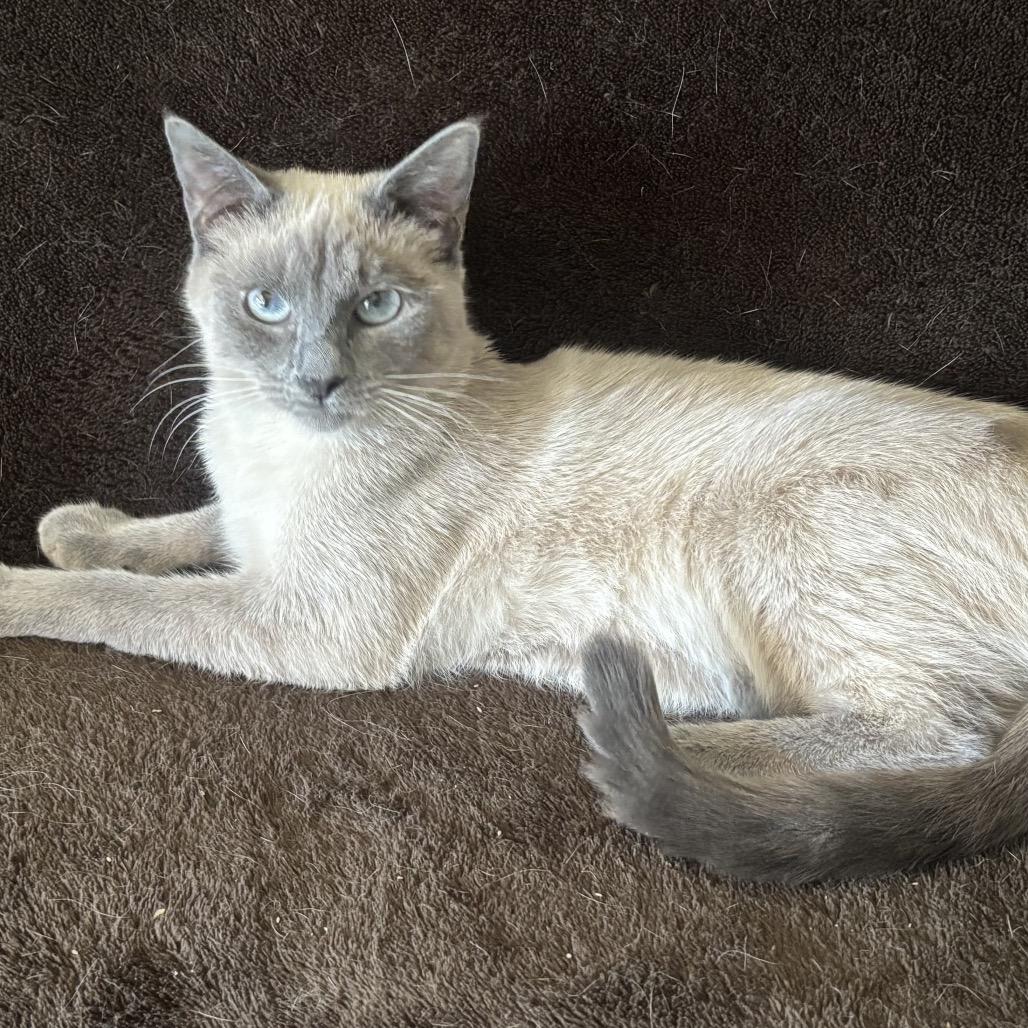 Sophie, a Adoptable Siamese in Aberdeen, NC image 2/6