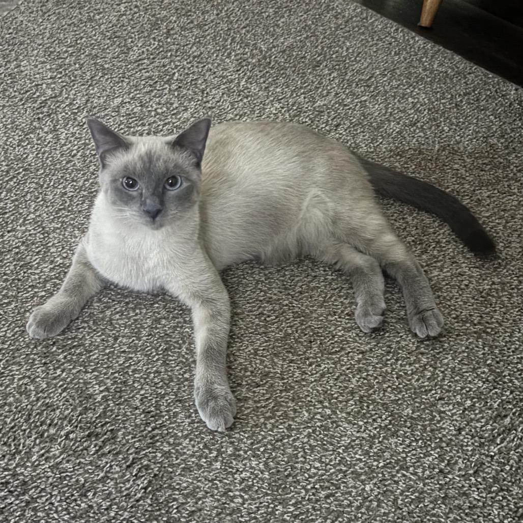 Sophie, a Adoptable Siamese in Aberdeen, NC image 3/6