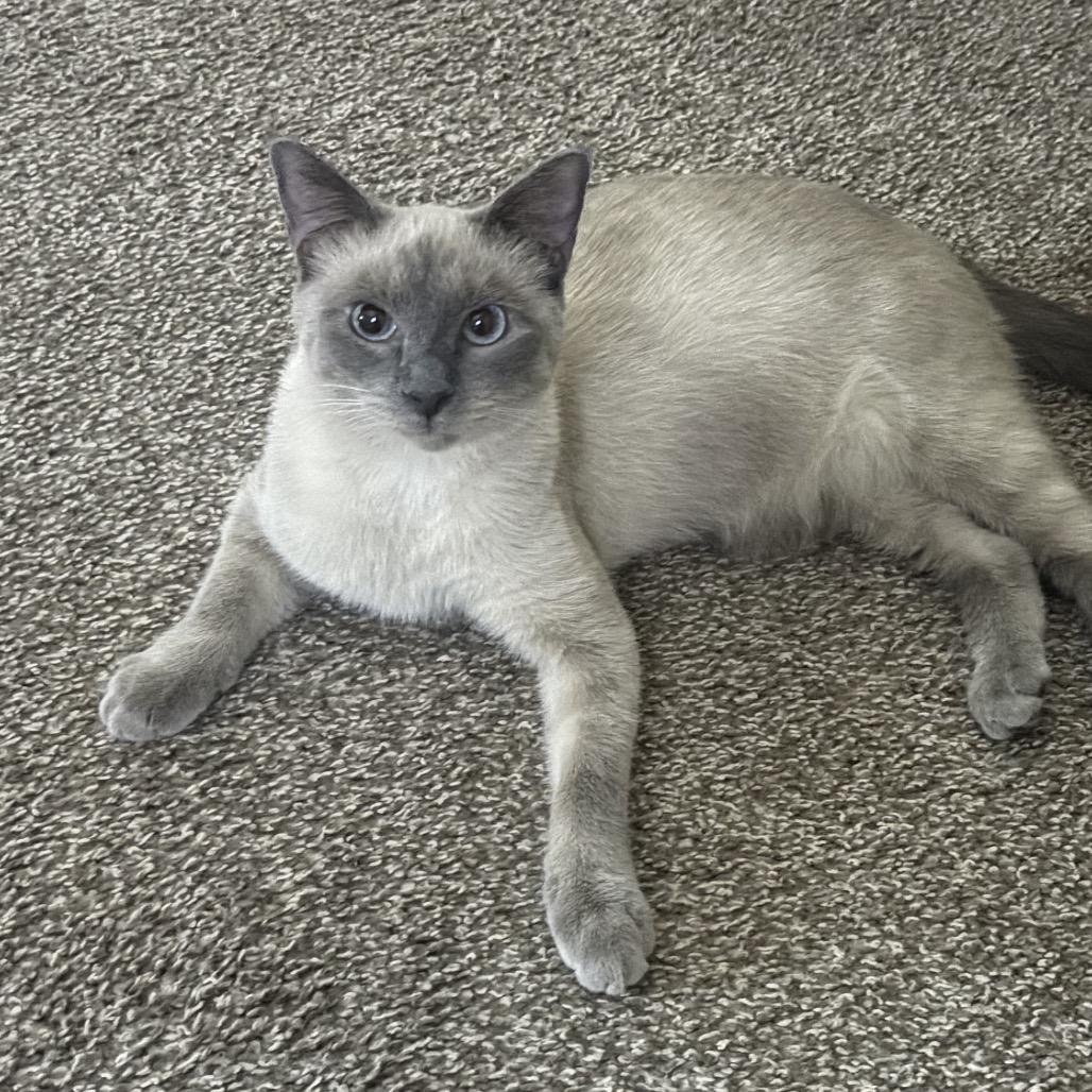 Sophie, a Adoptable Siamese in Aberdeen, NC image 4/6