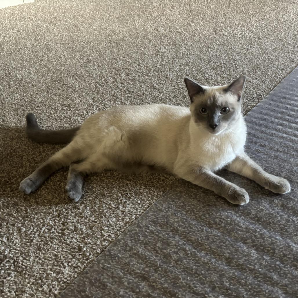 Sophie, a Adoptable Siamese in Aberdeen, NC image 5/6