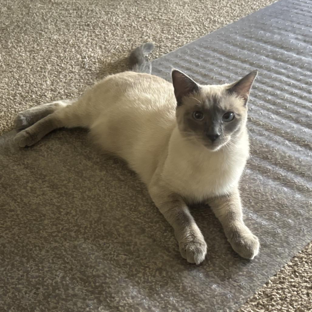 Sophie, a Adoptable Siamese in Aberdeen, NC image 6/6