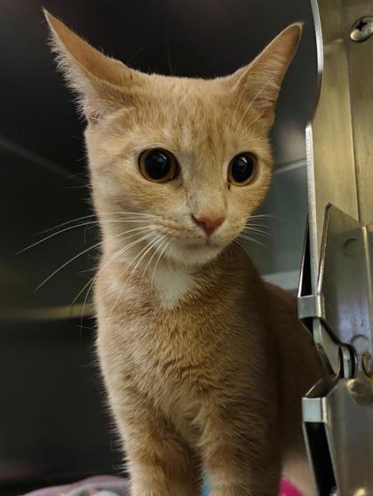 Enlarge Lily, a Adoptable mixed breed in Winchester, VA image 1/1