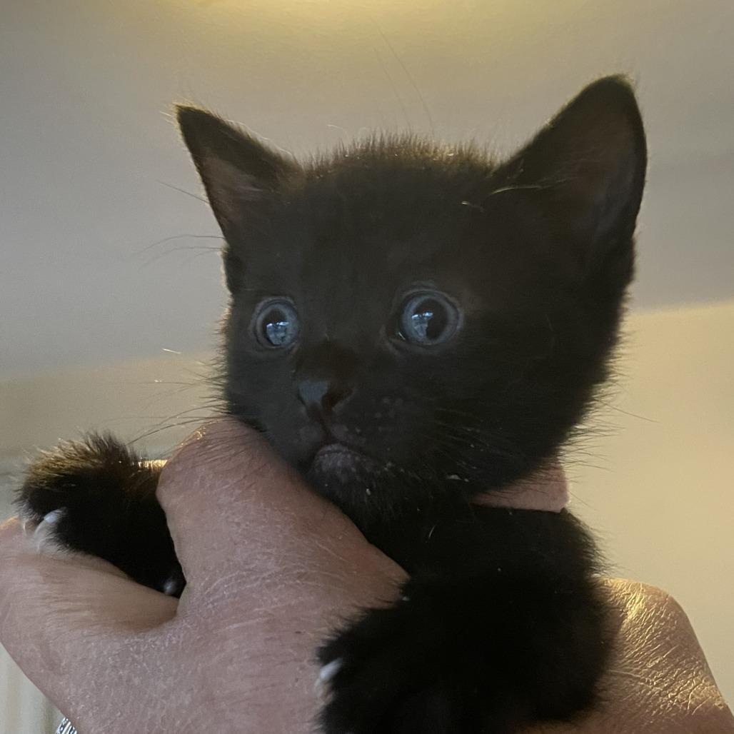 Enlarge Joycelyn, a Adoptable Domestic Short Hair in Bel Air, MD image 1/1