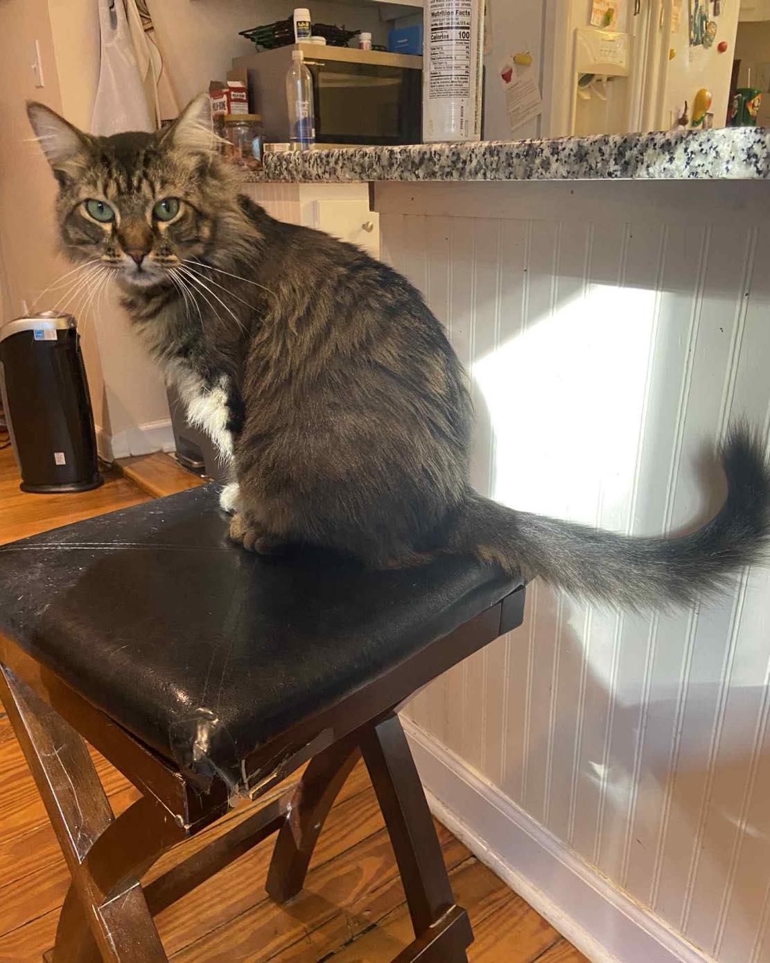 Meow Meow FIV+, Adoptable, Adult Male Domestic Medium Hair.