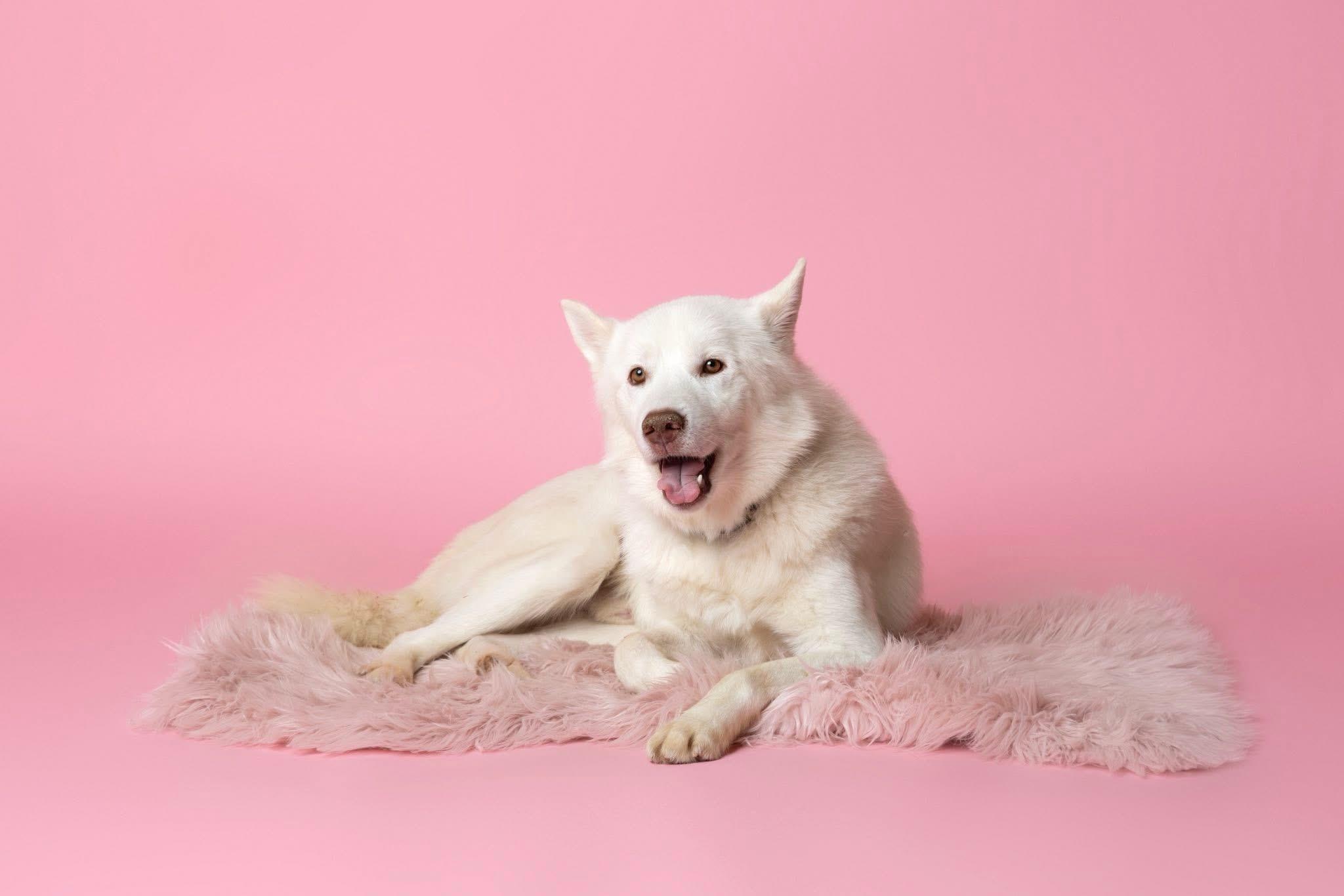 Enlarge Frosty, a Adoptable Siberian Husky in Langley, BC image 1/6