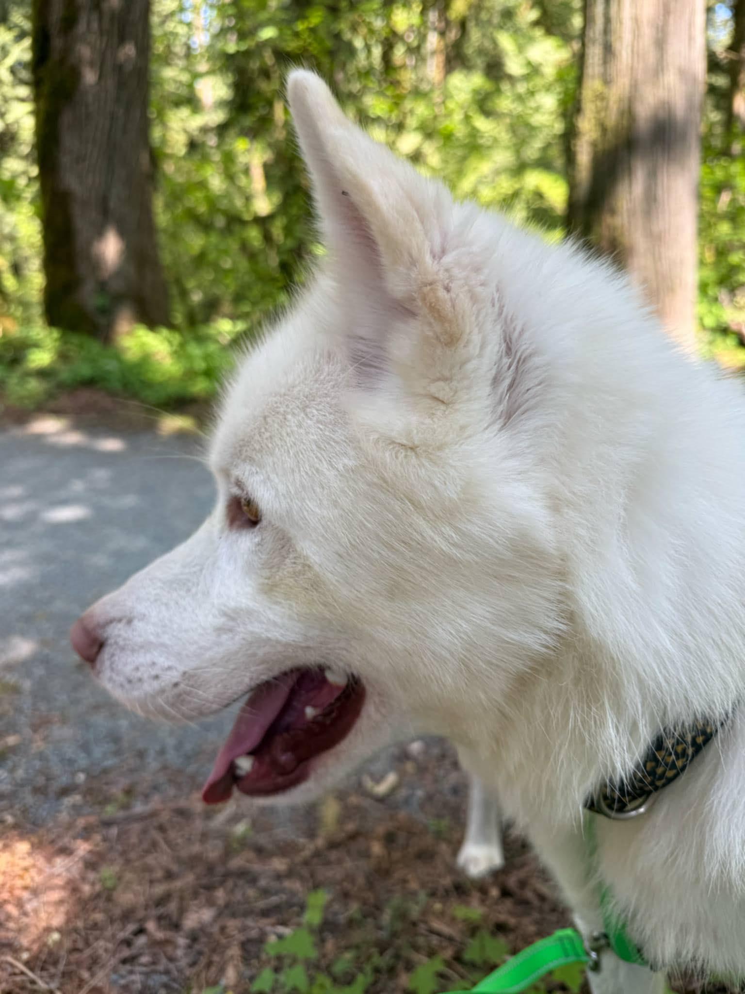 Enlarge Frosty, a Adoptable Siberian Husky in Langley, BC image 5/6