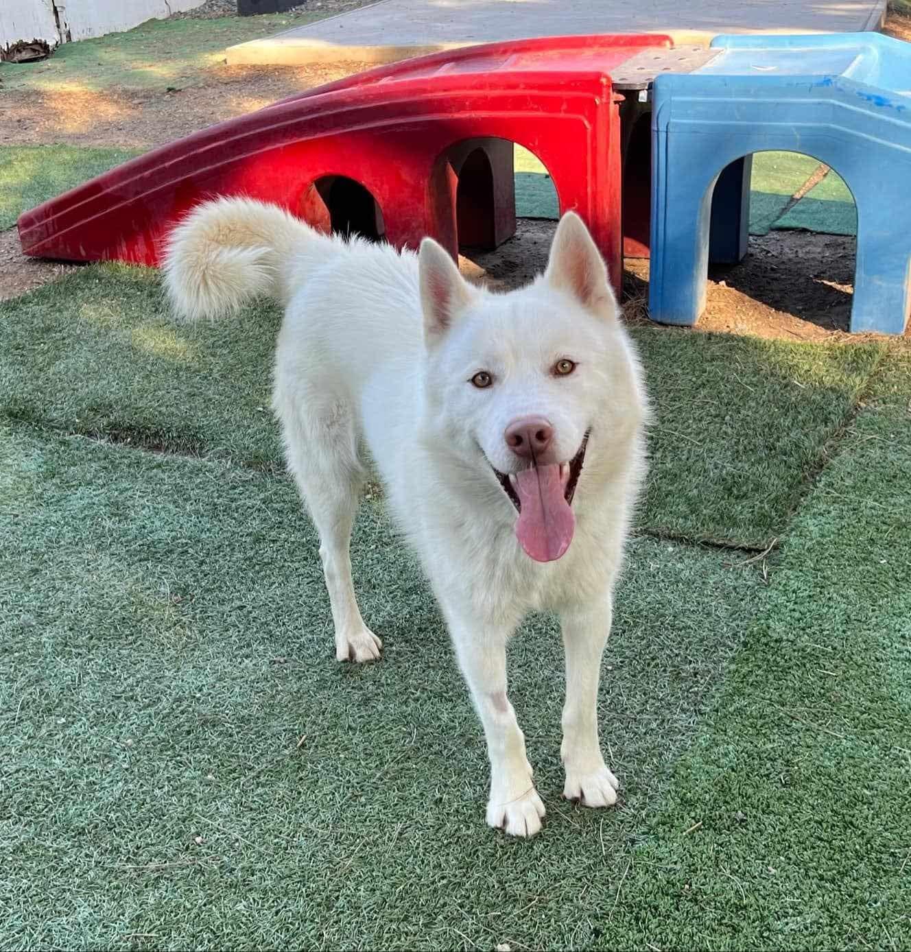 Enlarge Frosty, a Adoptable Siberian Husky in Langley, BC image 3/6