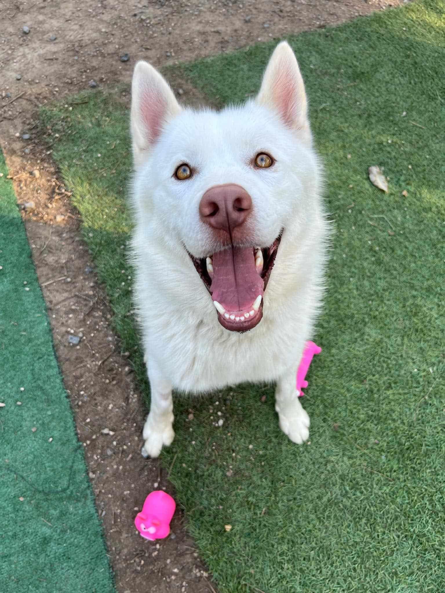 Frosty, Adoptable, Adult Male Siberian Husky.