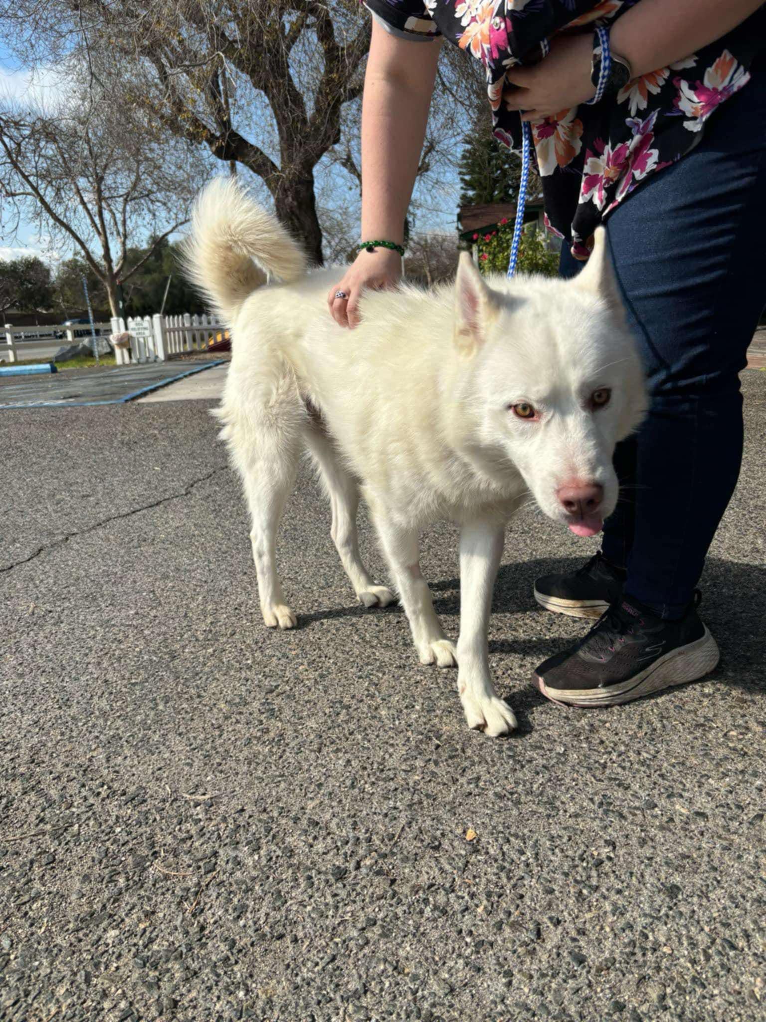 Enlarge Frosty, a Adoptable Siberian Husky in Langley, BC image 6/6