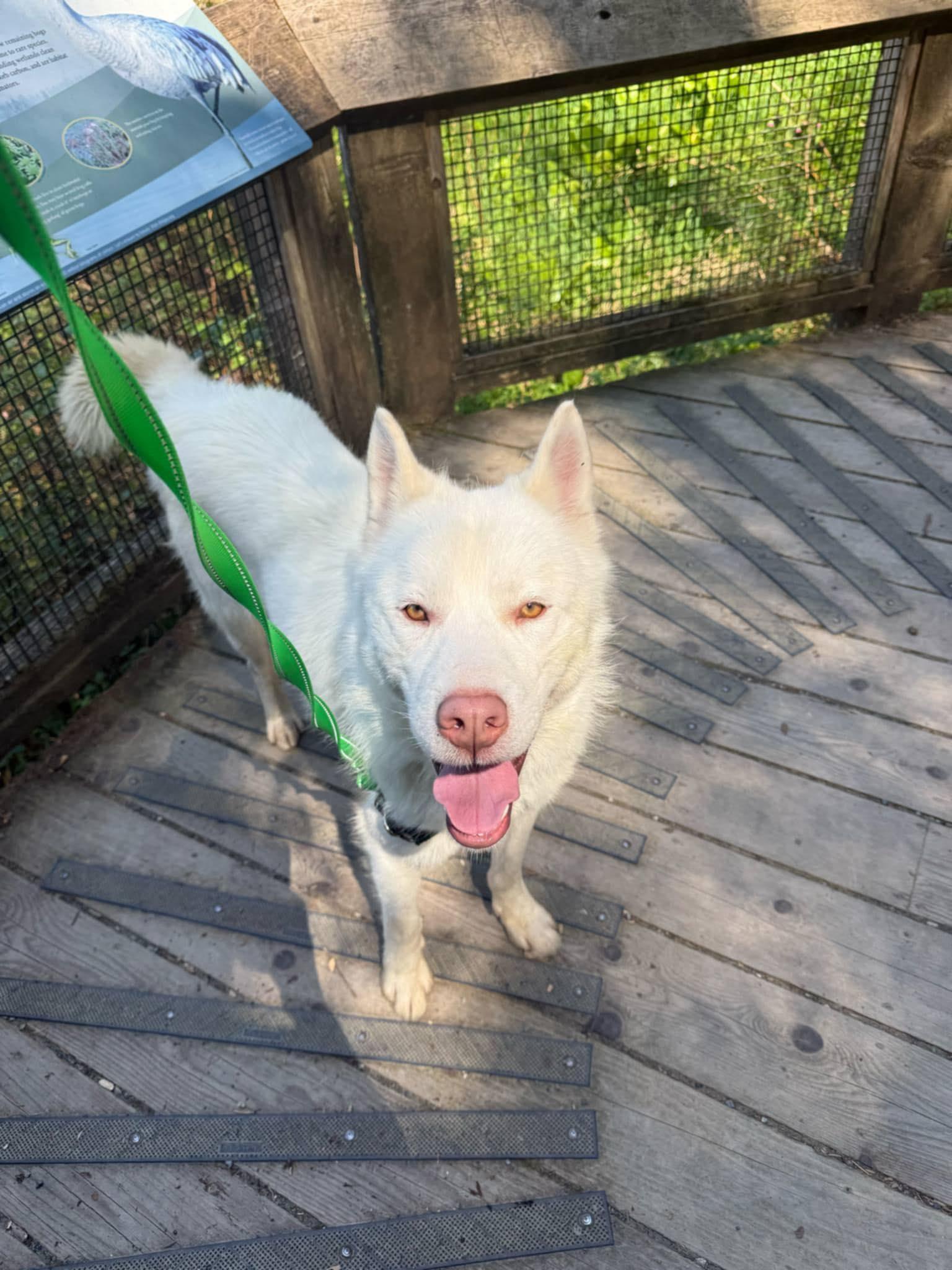 Enlarge Frosty, a Adoptable Siberian Husky in Langley, BC image 2/6