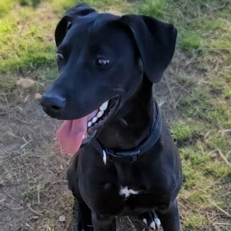 Enlarge Douglas, a ADOPTABLE mixed breed in Leesburg, GA image 2/3