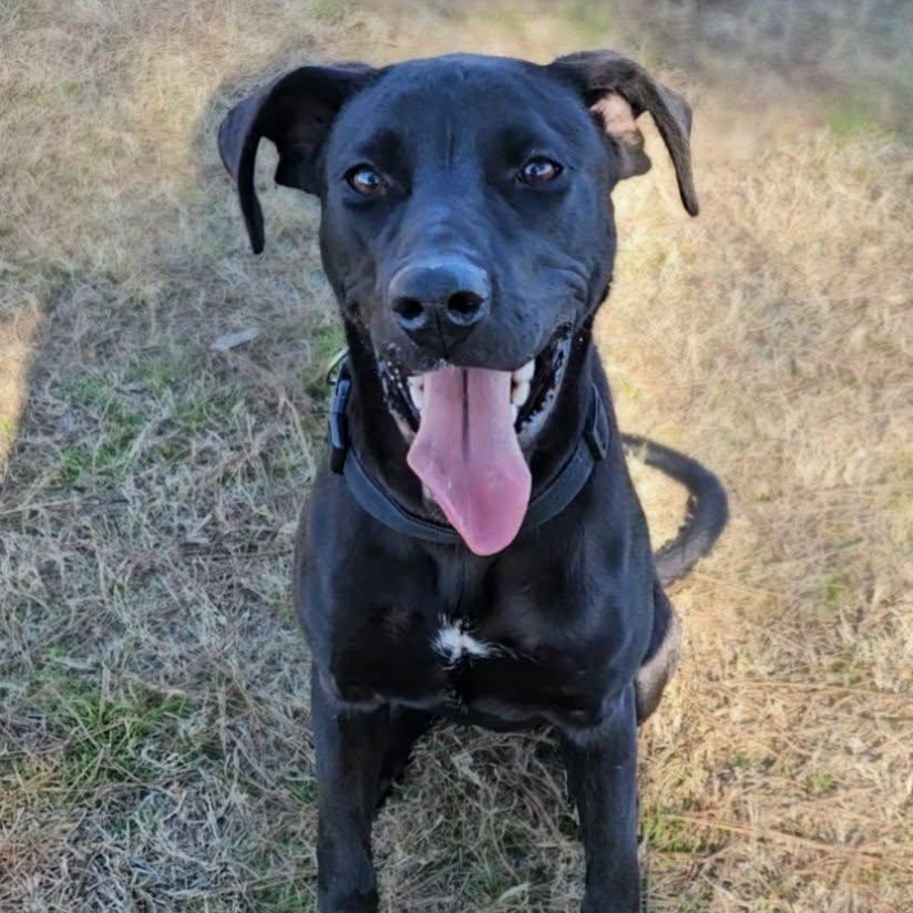 Douglas, ADOPTABLE, Adult Male Black Labrador Retriever.