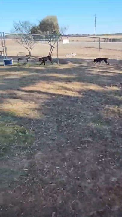 Enlarge Douglas, a ADOPTABLE mixed breed in Leesburg, GA video 3/3