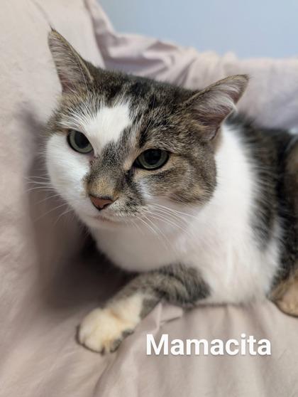 Mamacita — thumbnail 4