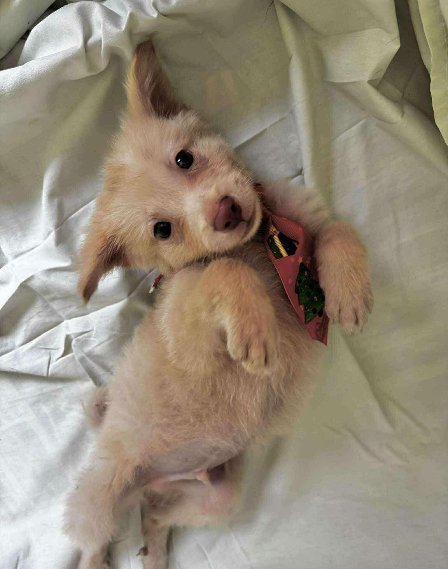 Freddie, ADOPTABLE, Puppy Male Labrador Retriever.