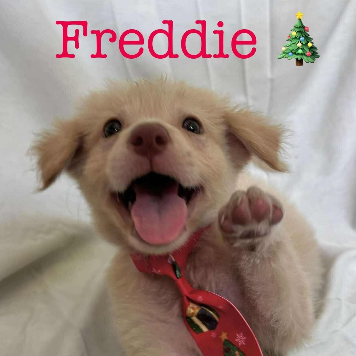 Enlarge Freddie, an adopted mixed breed in Albany, NY image 2/3