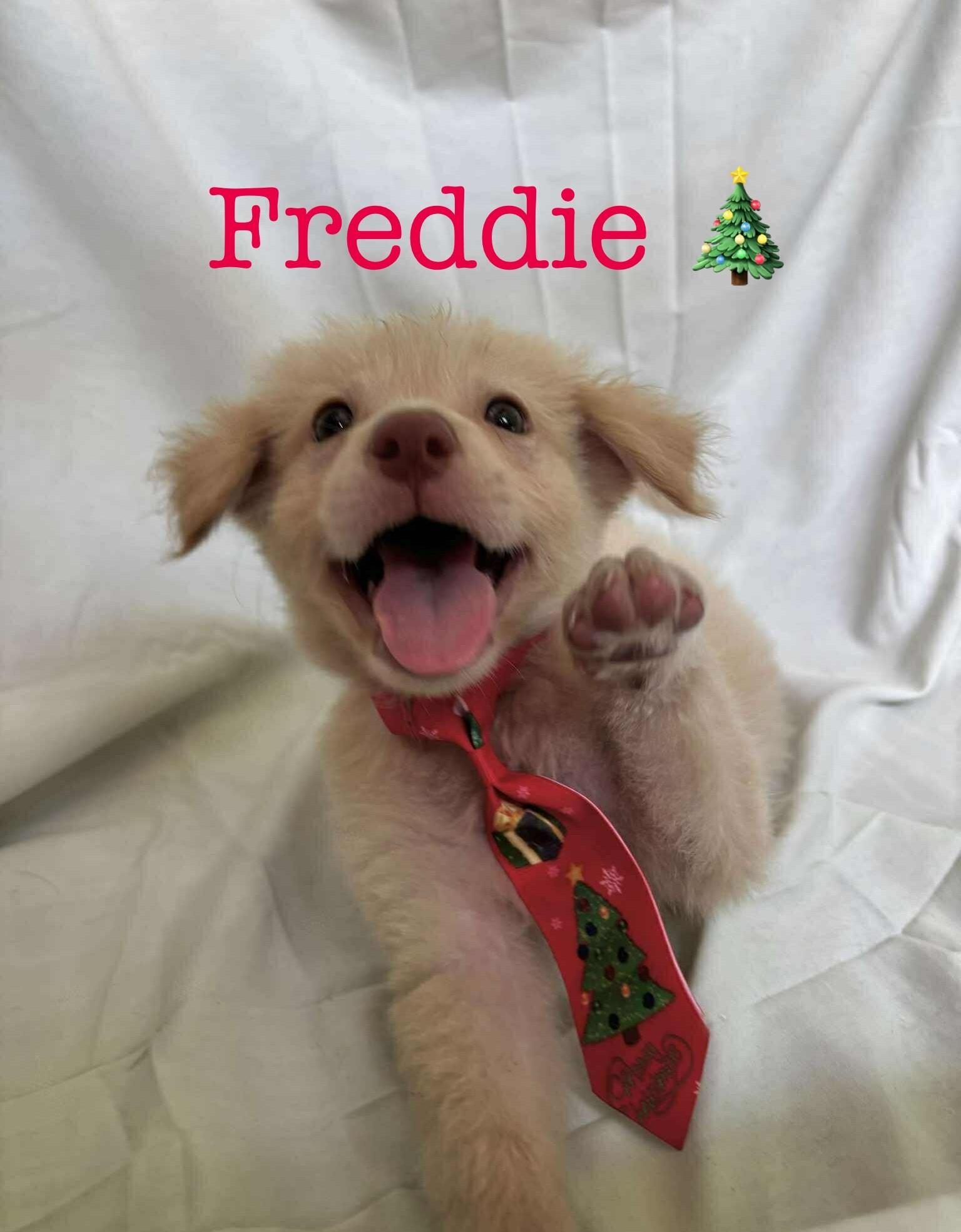 Enlarge Freddie, an adopted mixed breed in Albany, NY image 3/3