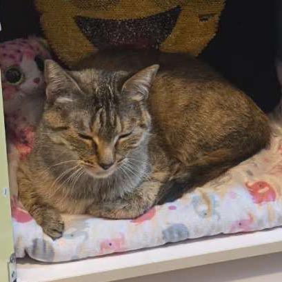 Stella, Adoptable, Adult Female Domestic Short Hair.
