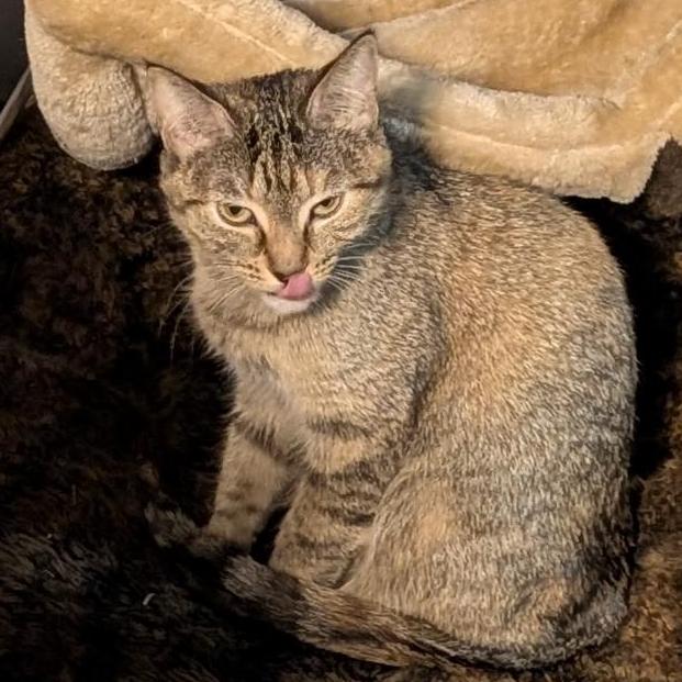 Stella, a Adoptable Domestic Short Hair in Rochester, MN image 2/4