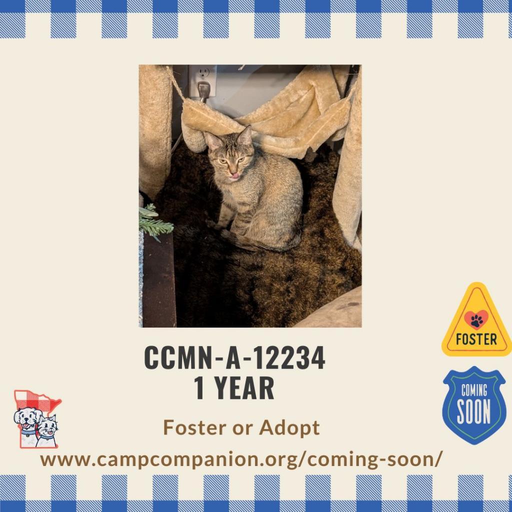 Stella, a Adoptable Domestic Short Hair in Rochester, MN image 3/4