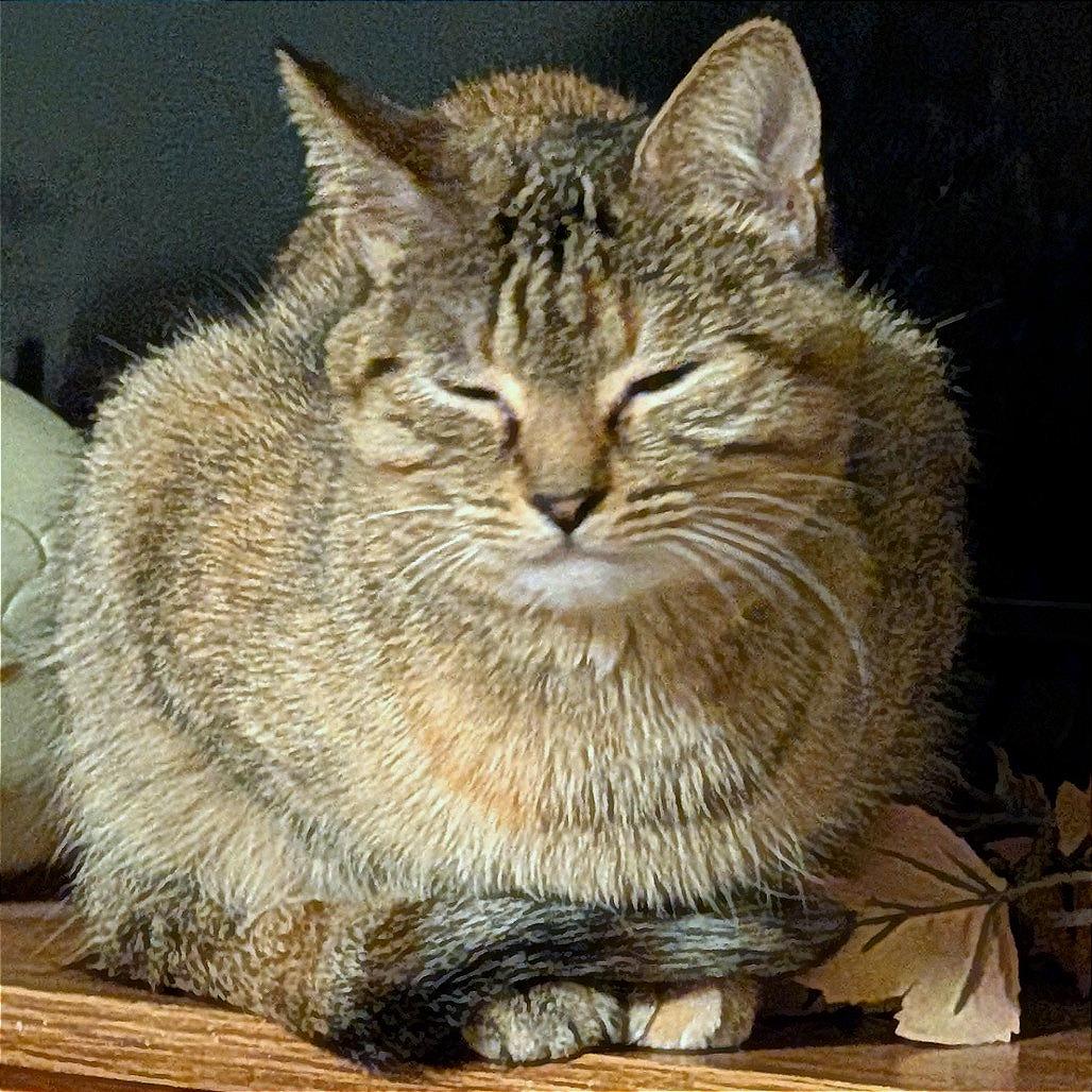 Stella, a Adoptable Domestic Short Hair in Rochester, MN image 4/4